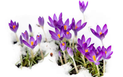 February at the Mustard Seed Project